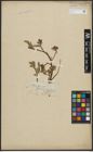 Foto von Salix arctica Pall.
